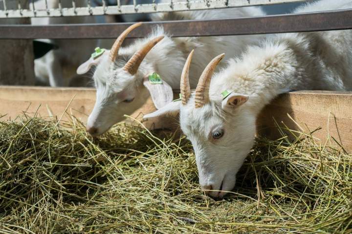 Production caprine locale Échenevex