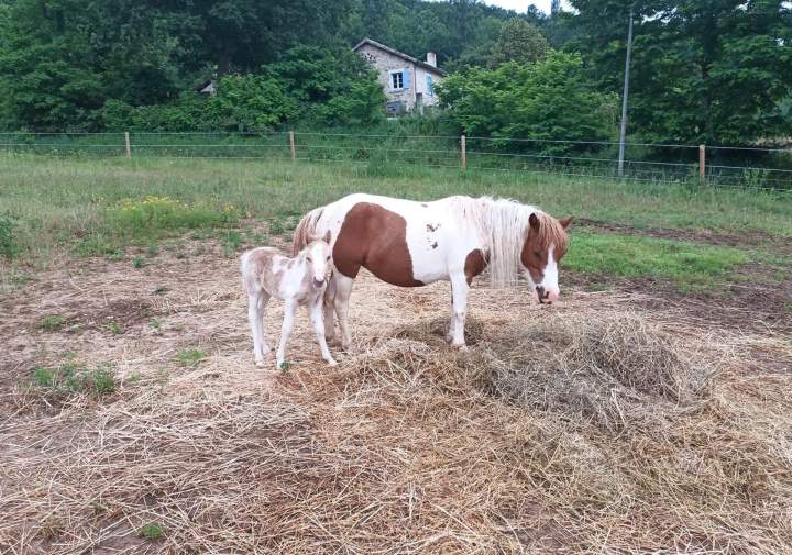 Accueil de chevaux Échenevex
