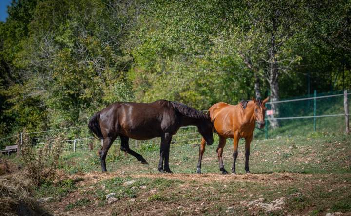 Pension pour chevaux Échenevex