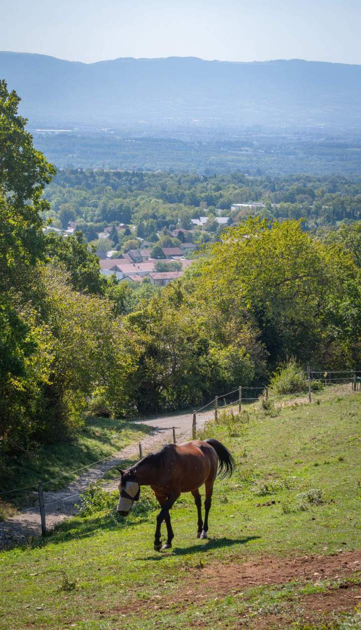 Pension pour chevaux - Échenevex