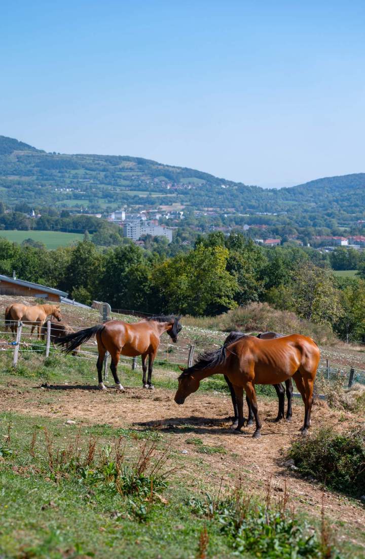 Pension pour chevaux - Échenevex