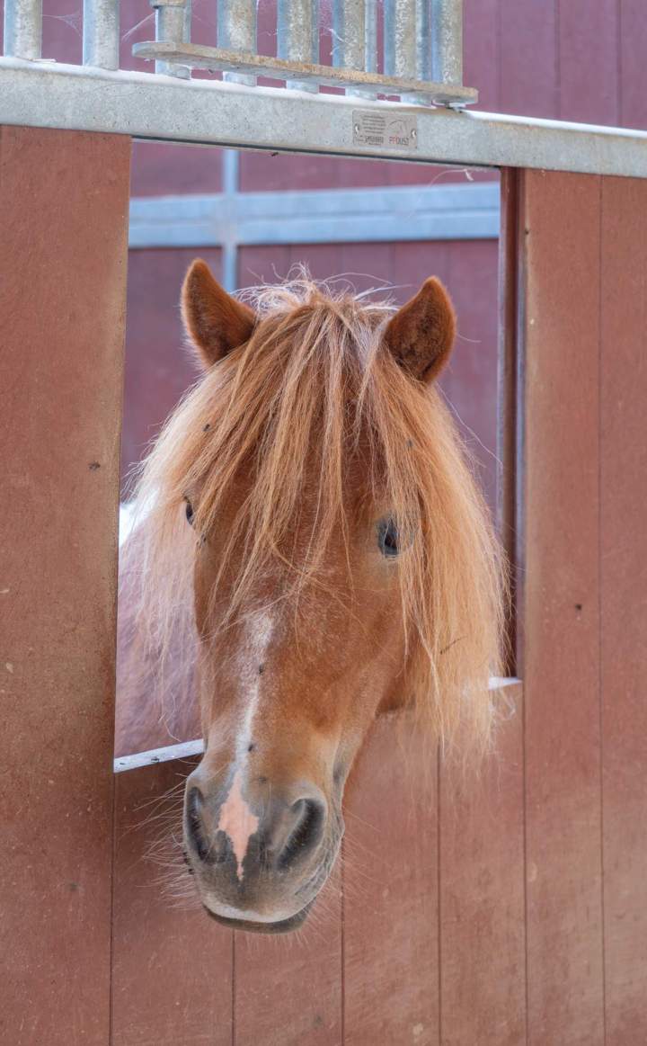Pension pour chevaux - Échenevex