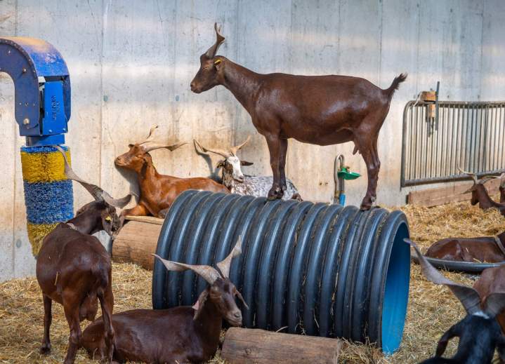 Visite de ferme en famille Échenevex