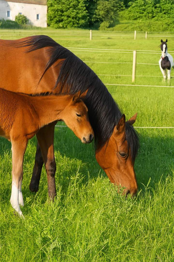 Centre de pension pour chevaux Échenevex