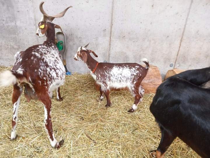 Exploitation chèvrière Échenevex