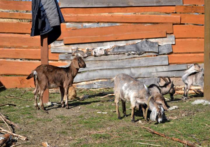 Exploitation chèvrière Échenevex