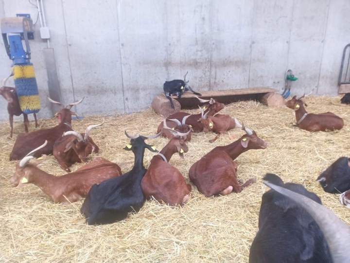 Ferme caprine Échenevex