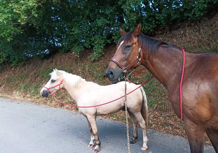 Hébergement équin Échenevex