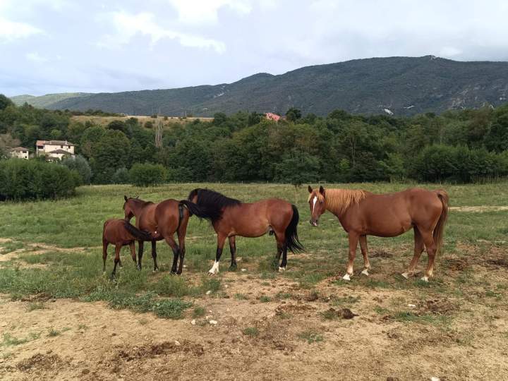Prise en charge de chevaux Échenevex