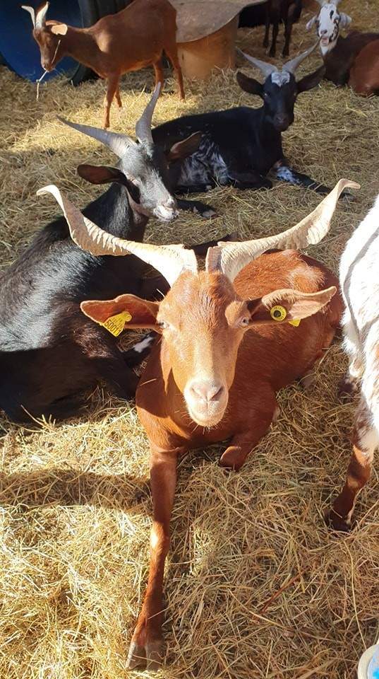 Production caprine locale Échenevex