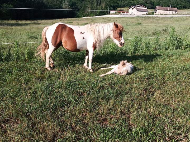 Séjour pour chevaux Échenevex