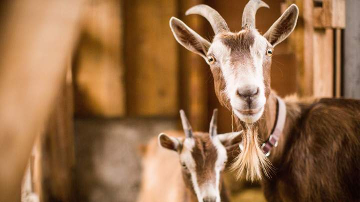 Pension pour chevaux Échenevex
