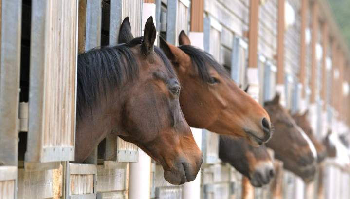 levage de chèvres Échenevex