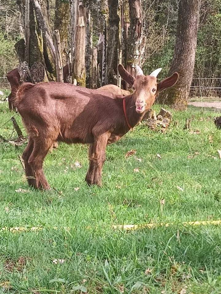 Visite de ferme en famille, Thoiry