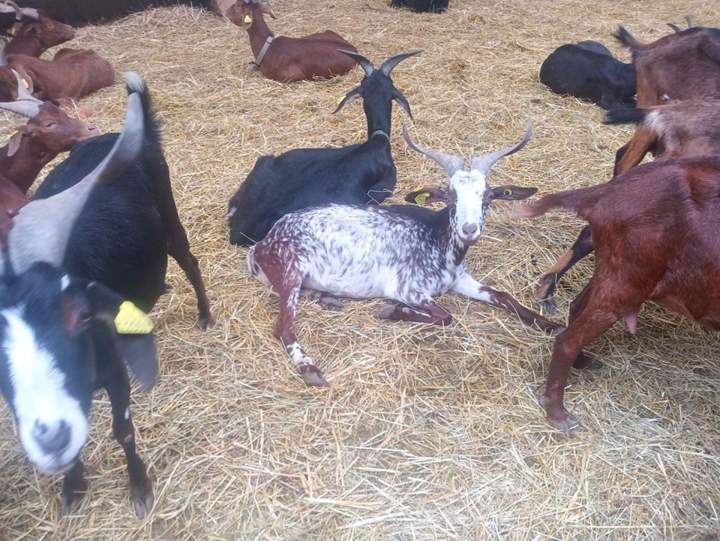 levage de chèvres Échenevex